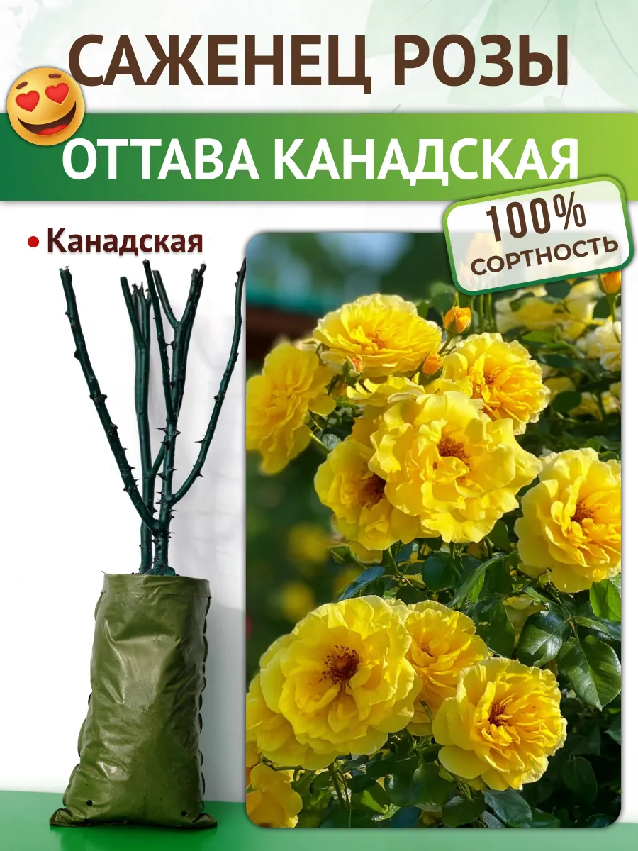 Саженцы Роза канадская Оттава из Питомника для сада Питомник растений Русь 213015865 купить за 440 ₽ в интернет‑магазине Wildberries